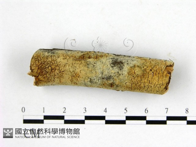 燈籠囊擬射脈菌藏品圖，第3張