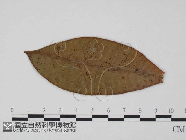 登錄號:F0018942藏品圖，第3張