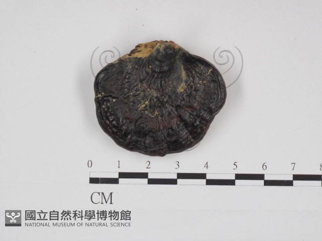 靈芝屬藏品圖，第3張