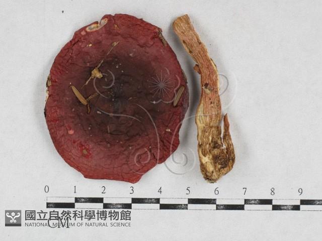 登錄號:F0026942藏品圖，第3張