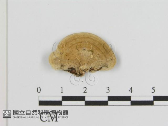 登錄號:F0006942藏品圖，第1張