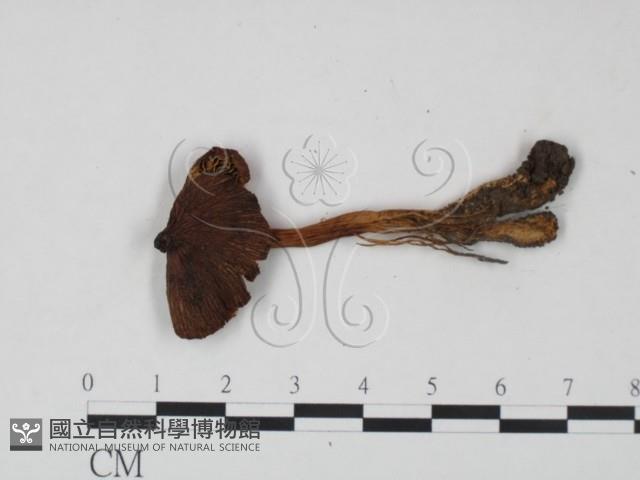 登錄號:F0021942藏品圖，第3張
