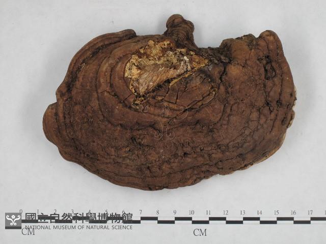 登錄號:F0004942藏品圖，第1張