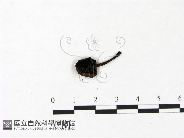 登錄號:F0022942藏品圖，第3張