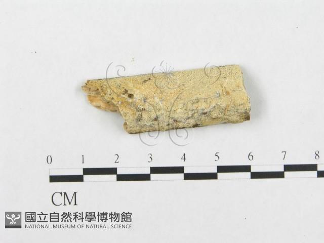 登錄號:F0002942藏品圖，第1張