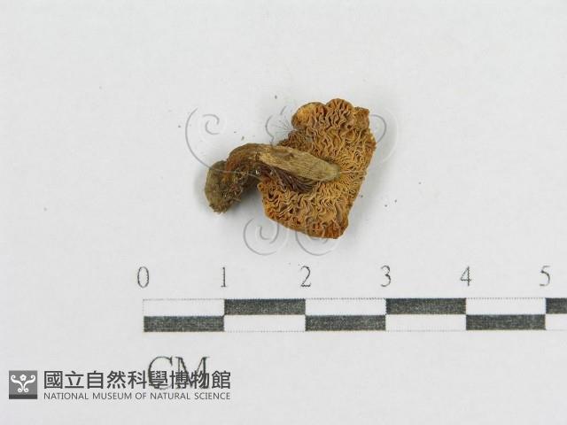紅菇屬藏品圖，第3張