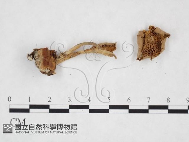 登錄號:F0025942藏品圖，第3張