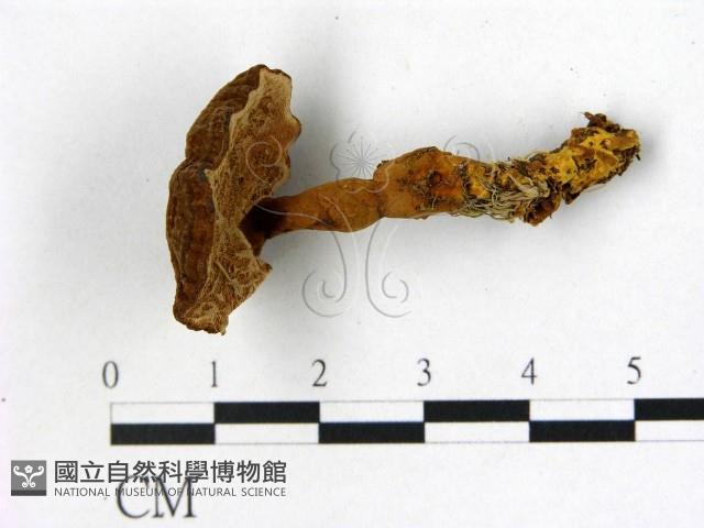 登錄號:F0015942藏品圖，第3張