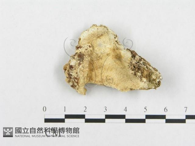 登錄號:F0019942藏品圖，第1張