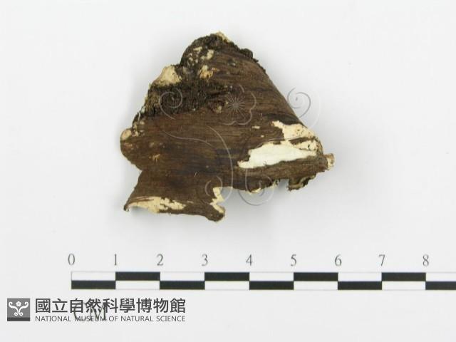 煙管菌藏品圖，第3張