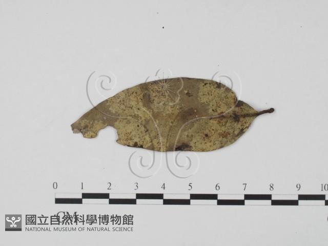 登錄號:F0018642藏品圖，第3張