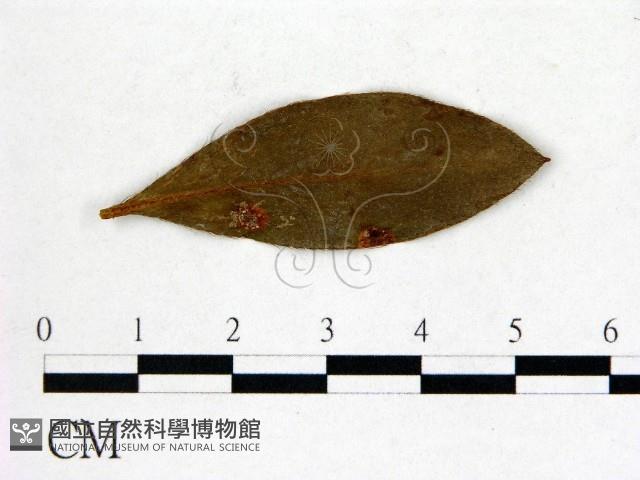 登錄號:F0020642藏品圖，第3張