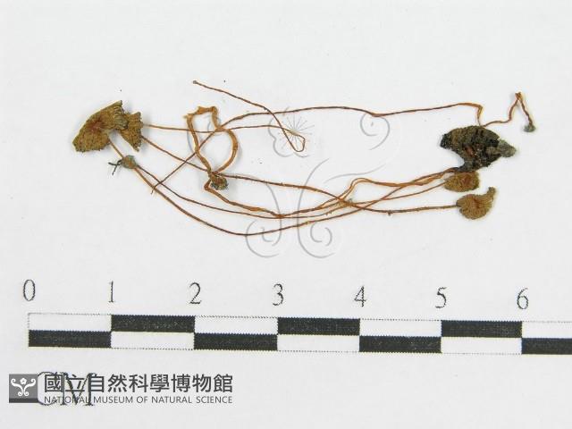 鬼傘屬藏品圖，第3張