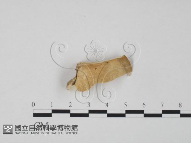 登錄號:F0006642藏品圖，第3張