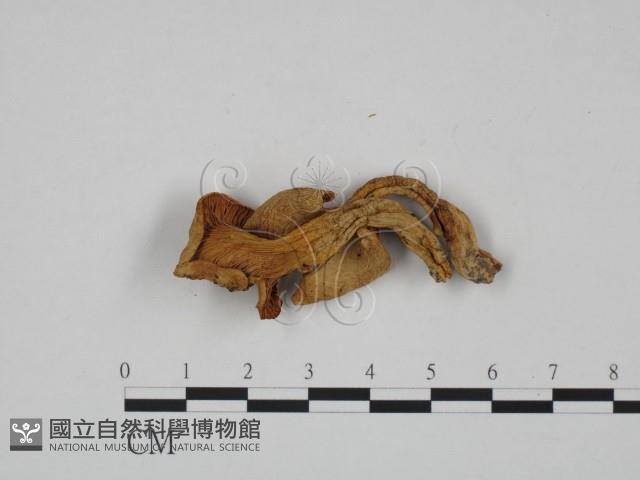 登錄號:F0024642藏品圖，第3張