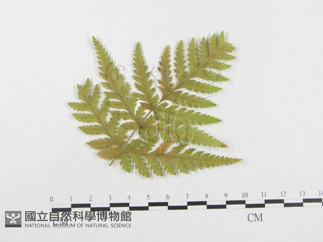 登錄號:F0004642藏品圖，第3張