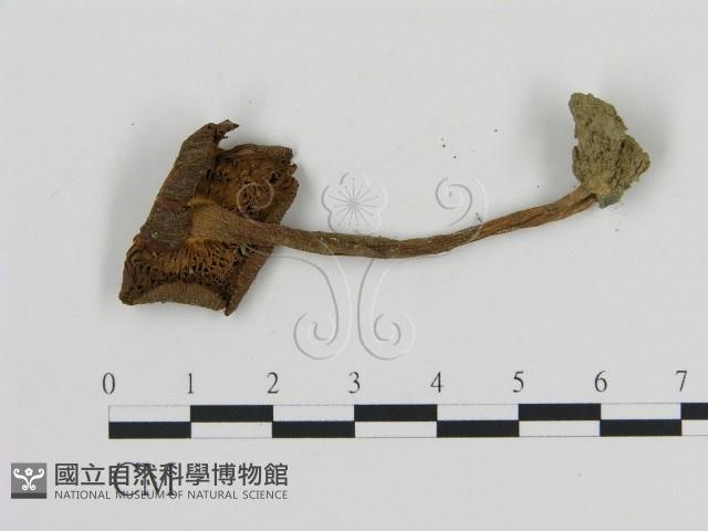 登錄號:F0012642藏品圖，第3張