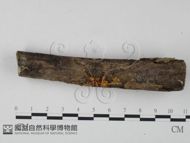 銀耳屬藏品圖，第3張