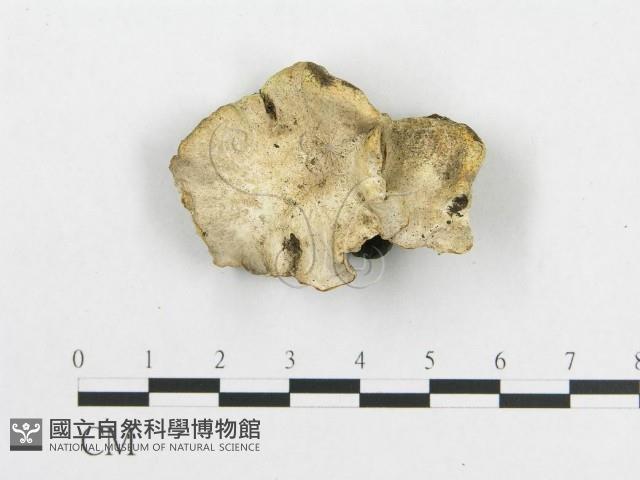 登錄號:F0017642藏品圖，第1張
