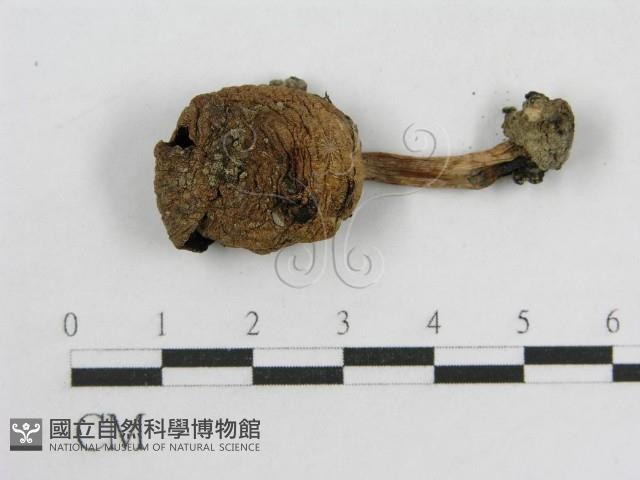 登錄號:F0005642藏品圖，第3張