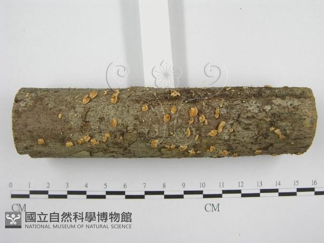 微皮傘屬藏品圖，第3張