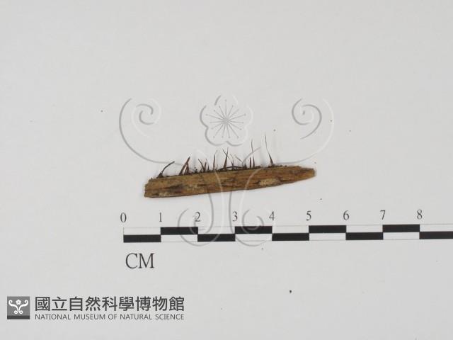 登錄號:F0019642藏品圖，第3張