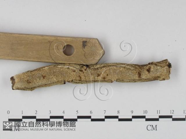 登錄號:F0023642藏品圖，第3張