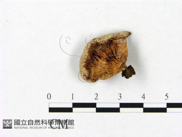登錄號:F0003642藏品圖，第3張