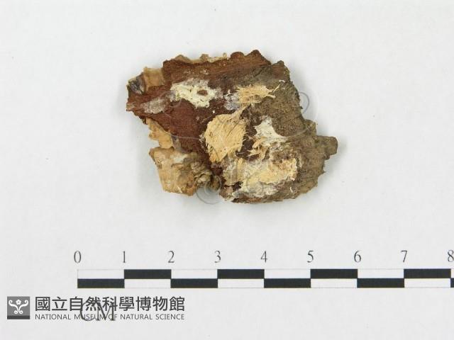 樹脂殼菌屬藏品圖，第3張