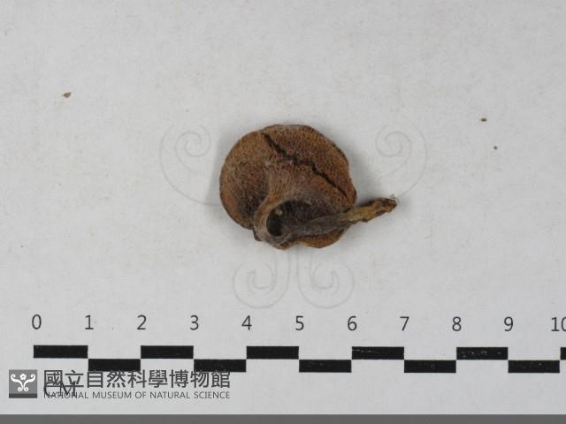 登錄號:F0033642藏品圖，第3張