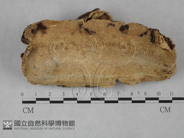 登錄號:F0020442藏品圖，第1張