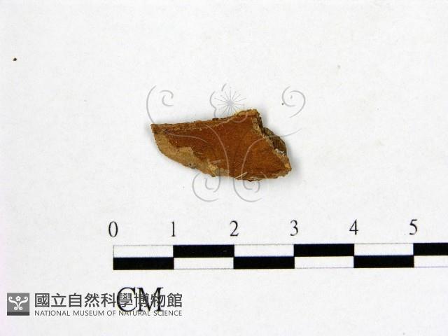 登錄號:F0000442藏品圖，第1張