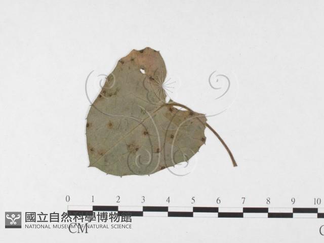 登錄號:F0026442藏品圖，第1張