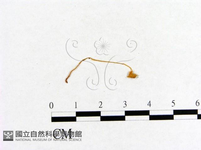 小菇屬藏品圖，第3張