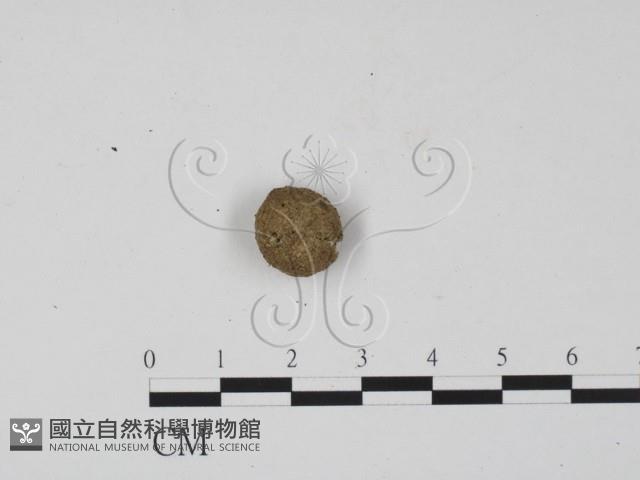 登錄號:F0001442藏品圖，第3張