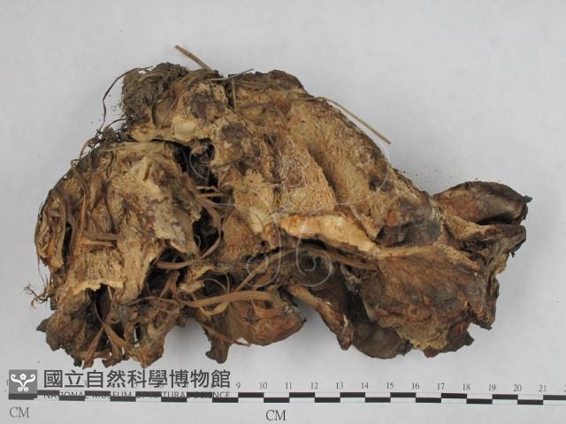 登錄號:F0002442藏品圖，第3張