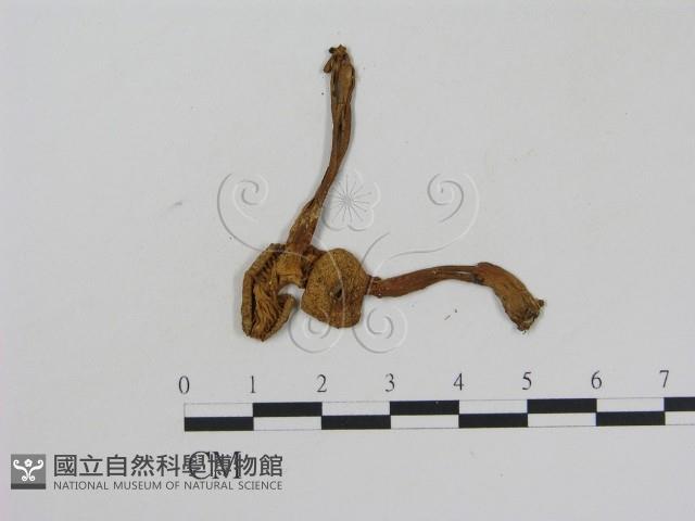 乳菇屬藏品圖，第3張