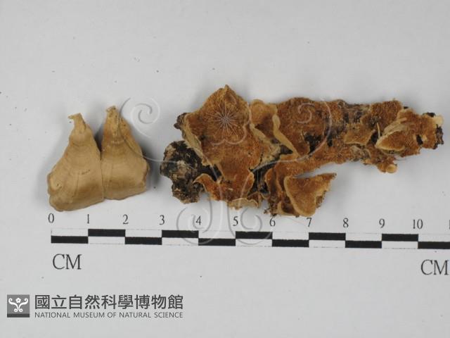 登錄號:F0027442藏品圖，第3張