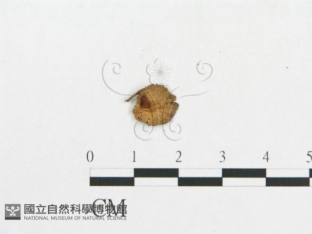 登錄號:F0007442藏品圖，第3張