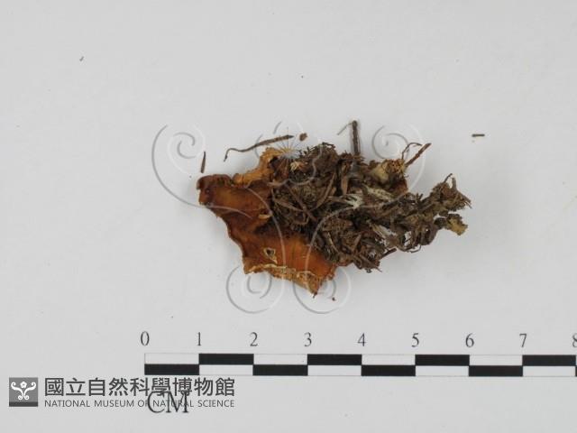 登錄號:F0015442藏品圖，第3張