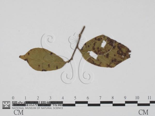 登錄號:F0019442藏品圖，第3張