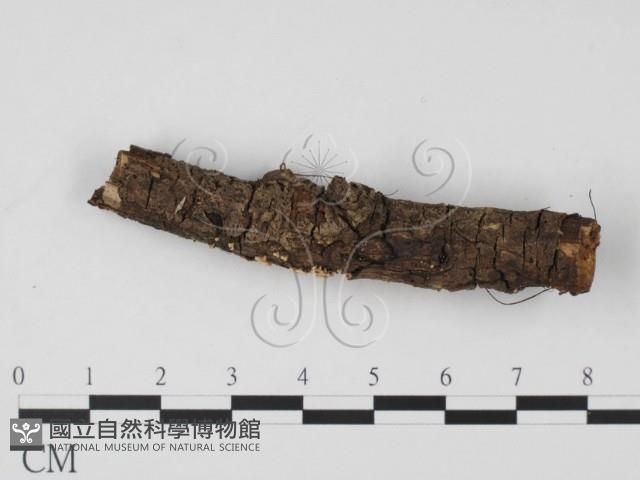 登錄號:F0003442藏品圖，第3張