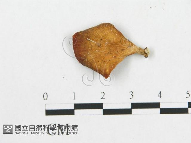 多孔菌屬藏品圖，第3張