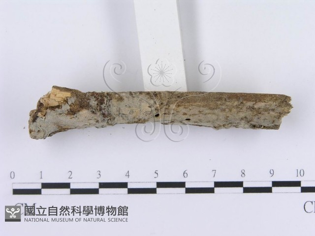 登錄號:F0008742藏品圖，第3張