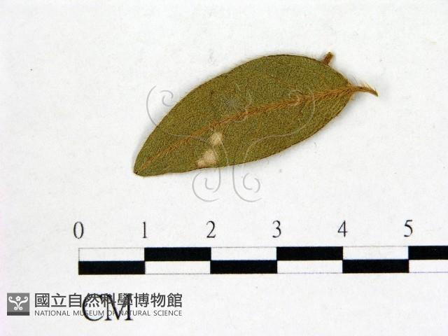 登錄號:F0020742藏品圖，第3張