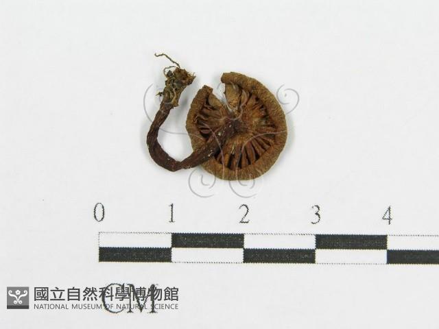 登錄號:F0010742藏品圖，第1張