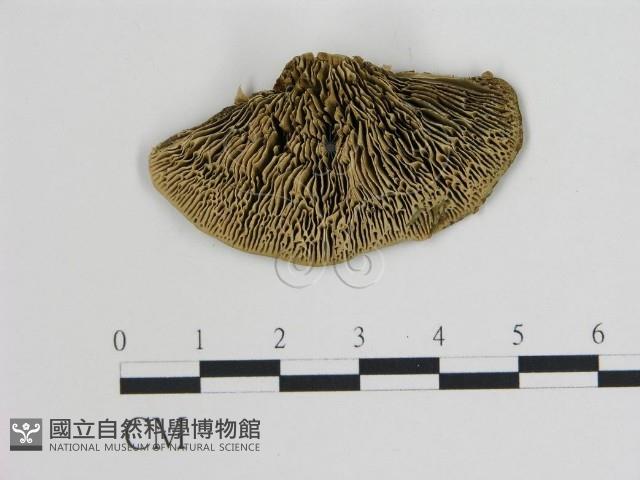 登錄號:F0006742藏品圖，第3張