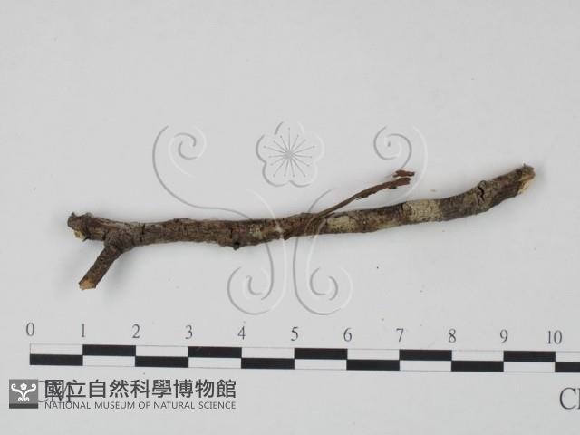 剛毛絲皮菌藏品圖，第3張