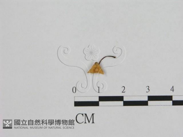 登錄號:F0001742藏品圖，第3張