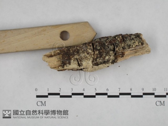 登錄號:F0024742藏品圖，第3張